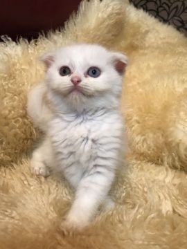 スコティッシュフォールド(折れ耳)【神奈川県・男の子・2018年7月7日・ブラック&ホワイトバン（ロング）】の写真「折れ耳くん☆オッドアイ☆」