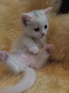 マンチカン【神奈川県・女の子・2015年1月24日・ホワイト&ブラックバン（短毛）】の写真「☆短足ちゃん☆」