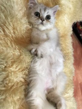 ペルシャ(チンチラ)【神奈川県・女の子・2018年3月30日・チンチラシルバー（ロング）】の写真「元気いっぱいお姫様♡」