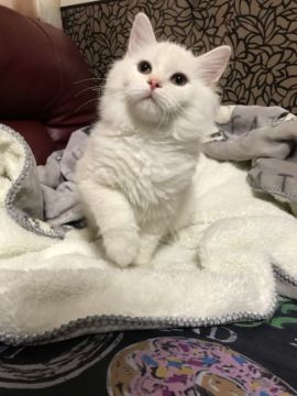 ラガマフィン【神奈川県・男の子・2017年9月17日・カメオタビー（ロング）】の写真「イケメン王子様☆」