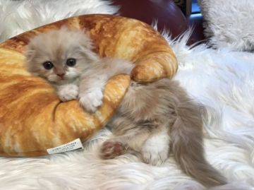 スコティッシュフォールド(折れ耳)【神奈川県・男の子・2018年10月24日・クリームタビー（ロング）】の写真「折れ耳くん☆」