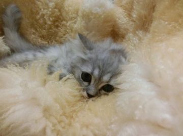 マンチカン【神奈川県・女の子・2016年6月13日・シルバータビー（長毛）】の写真「長足ちゃん（ナポレオン）♡」