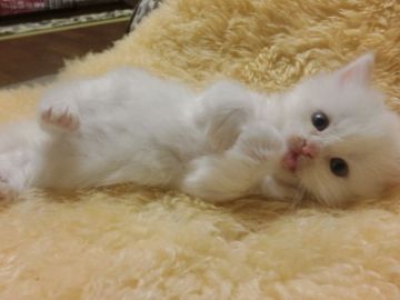 スコティッシュフォールド【神奈川県・女の子・2016年11月19日・ホワイト（ロング）】の写真「立ち耳ちゃん♡ブルーアイ♡」