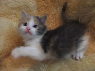 メインクーン【神奈川県・女の子・2015年1月24日・ダイリュートキャリコ（長毛）】の写真「甘えん坊なお姫様」