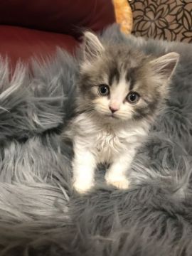 スコティッシュフォールド(立ち耳)【神奈川県・男の子・2019年1月27日・ブルー&ホワイト（ロング）】の写真「立ち耳くん☆」