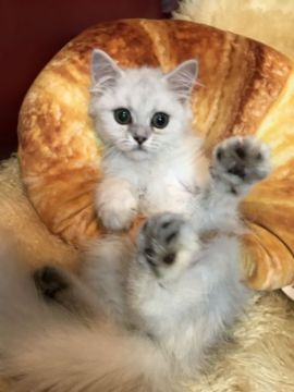 ペルシャ(チンチラ)【神奈川県・女の子・2018年3月30日・チンチラシルバー（ロング）】の写真「元気いっぱいお姫様♡」