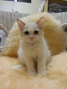 ラグドール【神奈川県・男の子・2016年6月8日・ブルーポイントバイカラー（ロング）】の写真「」