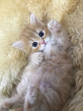 マンチカン(短足)【神奈川県・男の子・2018年2月22日・レッドタビー（ロング）】の写真「短足くん☆」