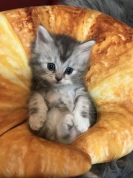 ラガマフィン【神奈川県・女の子・2019年2月17日・シルバータビー（ロング）】の写真「元気いっぱいお姫様♡」