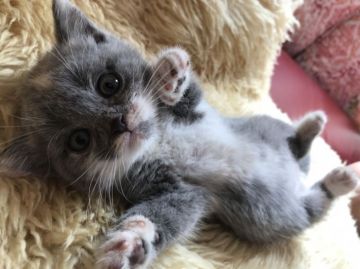 ブリティッシュショートヘア【神奈川県・女の子・2018年3月15日・ダイリュートキャリコ（ショート）】の写真「元気いっぱいお姫様♡」