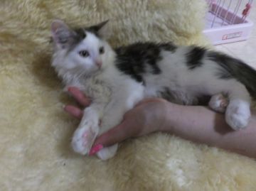 メインクーン【神奈川県・男の子・2015年5月24日・ブラウンタビー&ホワイト（長毛）】の写真「」