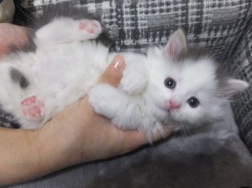 メインクーン【神奈川県・女の子・2015年11月22日・ブルー&ホワイト（ロング）】の写真「三姉妹の次女で元気ちゃん♡」