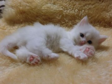 スコティッシュフォールド【神奈川県・女の子・2016年11月19日・ホワイト（ロング）】の写真「立ち耳ホワイトホワホワお姫様♡」