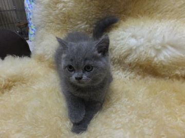 ブリティッシュショートヘア【神奈川県・男の子・2015年7月18日・ブルー（短毛）】の写真「モフモフくん☆」