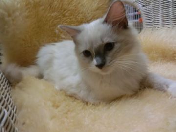 ラグドール【神奈川県・男の子・2016年6月8日・ブルーポイント（ロング）】の写真「」