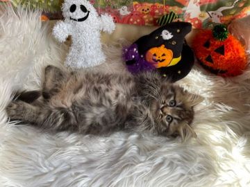 ミヌエット【神奈川県・男の子・2021年8月7日・ブラウンタビー（ロング）】の写真「☆長足君」