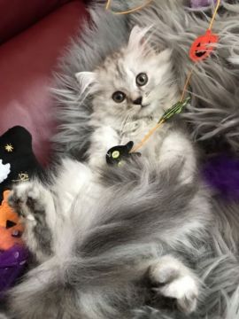 ミヌエット【神奈川県・女の子・2019年8月4日・シルバーパッチドタビー（ロング）】の写真「長足ちゃん♡」