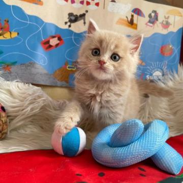 ラガマフィン【神奈川県・男の子・2022年7月2日・クリームタビー（ロング）】の写真「☆優しい毛色」