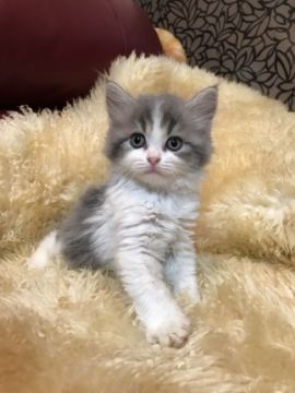 スコティッシュフォールド(立ち耳)【神奈川県・男の子・2018年7月7日・ブルー&ホワイト（ロング）】の写真「立ち耳くん☆」