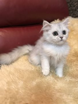 ペルシャ(チンチラ)【神奈川県・女の子・2018年3月30日・チンチラシルバー（ロング）】の写真「元気いっぱいお姫様♡」