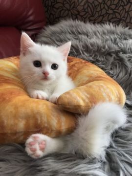 マンチカン(短足)【神奈川県・女の子・2019年4月26日・ブラック&ホワイトバン（ショート）】の写真「短足ちゃん」