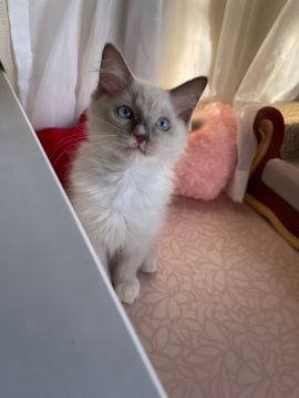 ラグドール【神奈川県・男の子・2021年7月26日・ブルーポイントミテッド（ロング）】の写真「♡可愛いお顔です♡」