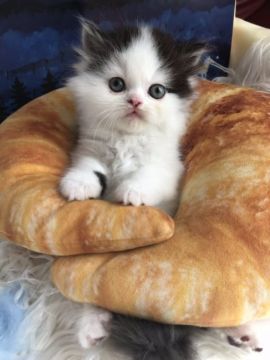 スコティッシュフォールド(立ち耳)【神奈川県・男の子・2019年10月8日・ブラック&ホワイト】の写真「☆立ち耳くん☆」