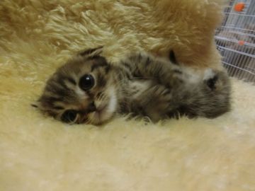 マンチカン【神奈川県・女の子・2016年10月27日・ブラウンタビー（ショート）】の写真「短足ちゃん♡」