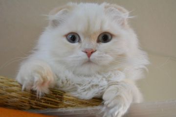 スコティッシュフォールド(折れ耳)【神奈川県・男の子・2019年8月4日・クリーム&ホワイト（ロング）】の写真「折れ耳君★ブルーアイ★」