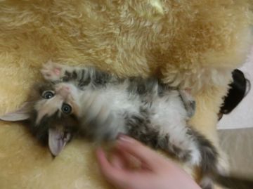 メインクーン【神奈川県・女の子・2016年8月22日・ダイリュートキャリコ（長毛）】の写真「」