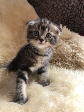 マンチカン(長足)【神奈川県・男の子・2018年4月2日・ブラウンタビー（ショート）】の写真「長足くん☆」