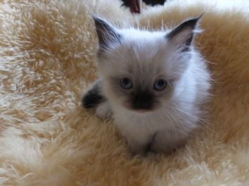 マンチカン【神奈川県・男の子・2015年3月18日・シールポイント（長毛）】の写真「短足王子様☆」