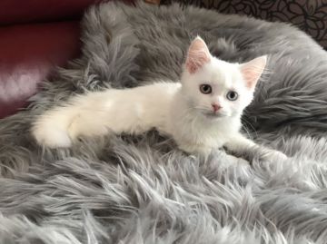 スコティッシュフォールド(立ち耳)【神奈川県・女の子・2019年1月27日・ブラック&ホワイトバン（ロング）】の写真「立ち耳ちゃん♡　オッドアイ」