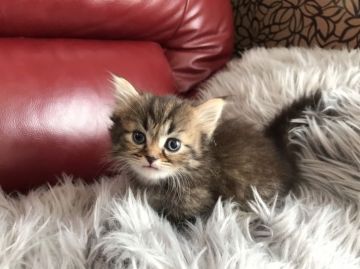 ミヌエット【神奈川県・女の子・2019年3月28日・ブラウンタビー（ロング）】の写真「短足ちゃん♡」