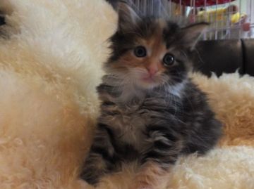 メインクーン【神奈川県・女の子・2015年1月24日・キャリコ（長毛）】の写真「おっとりなお姫様♡」