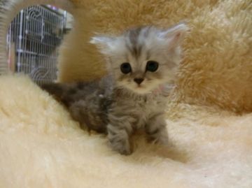 マンチカン【神奈川県・女の子・2016年6月13日・シルバータビー（長毛）】の写真「長足ちゃん（ナポレオン）♡」