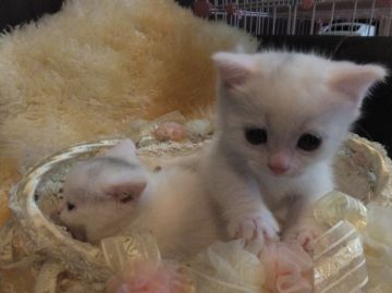 マンチカン【神奈川県・男の子・2015年1月24日・ホワイト&ブラックバン（短毛）】の写真「☆短足ちゃん☆」