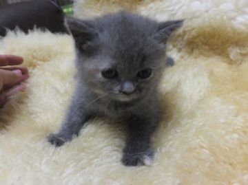 ブリティッシュショートヘア【神奈川県・女の子・2015年7月18日・ブルー&クリーム（短毛）】の写真「モフモフちゃん♡」