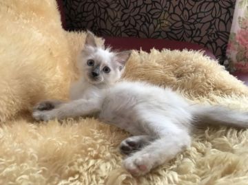 マンチカン(長足)【神奈川県・女の子・2018年3月11日・ブルーポイント（セミロング~ロング）】の写真「長足ちゃん♡ブルーアイ」