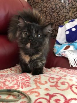 マンチカン(短足)【神奈川県・女の子・2018年6月9日・トティー（ロング）】の写真「元気いっぱいお姫様♡」