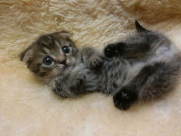 マンチカン【神奈川県・男の子・2016年10月27日・ブラウンタビー（ショート）】の写真「短足・折れ耳くん☆」