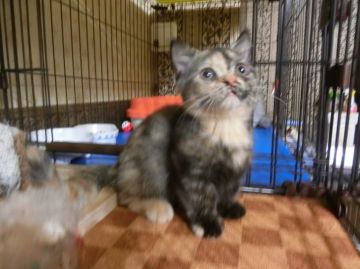 マンチカン【神奈川県・女の子・2016年5月12日・トティー（短毛）】の写真「短足ちゃん♡」