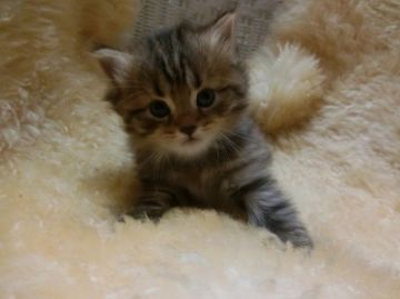 マンチカン【神奈川県・女の子・2016年9月10日・ブラウンタビー（長毛）】の写真「長足ちゃん♡」