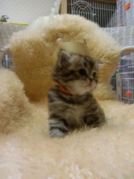 スコティッシュフォールド【神奈川県・男の子・2016年8月5日・ブラウンタビー（ロング）】の写真「立ち耳くん☆」