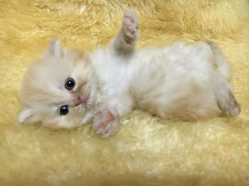 マンチカン【神奈川県・女の子・2016年3月21日・レッドタビー（ロング）】の写真「長足ちゃん♡」