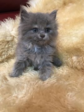 マンチカン(長足)【神奈川県・女の子・2018年6月16日・ブルークリーム（ロング）】の写真「長足ちゃん♡」