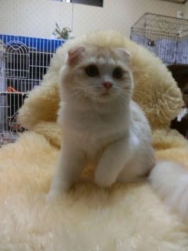 スコティッシュフォールド【神奈川県・女の子・2016年8月27日・カメオタビー（長毛）】の写真「折れ耳ちゃん♡」
