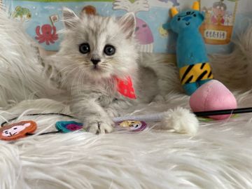 ミヌエット【神奈川県・女の子・2022年3月5日・シルバータビー（ロング）】の写真「♡長足ちゃん♡」