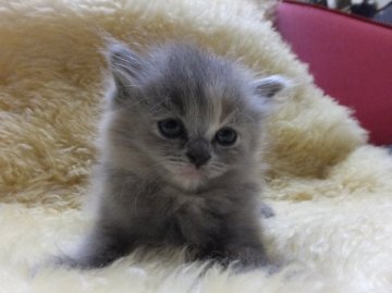 マンチカン【神奈川県・女の子・2014年8月19日・ブルー&クリーム（セミロング）】の写真「長足ちゃんです☆」