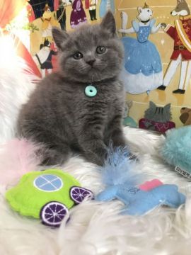 ブリティッシュショートヘア【神奈川県・男の子・2019年10月8日・ブルー（ショート〜セミロング）】の写真「3姉兄の次男君★」